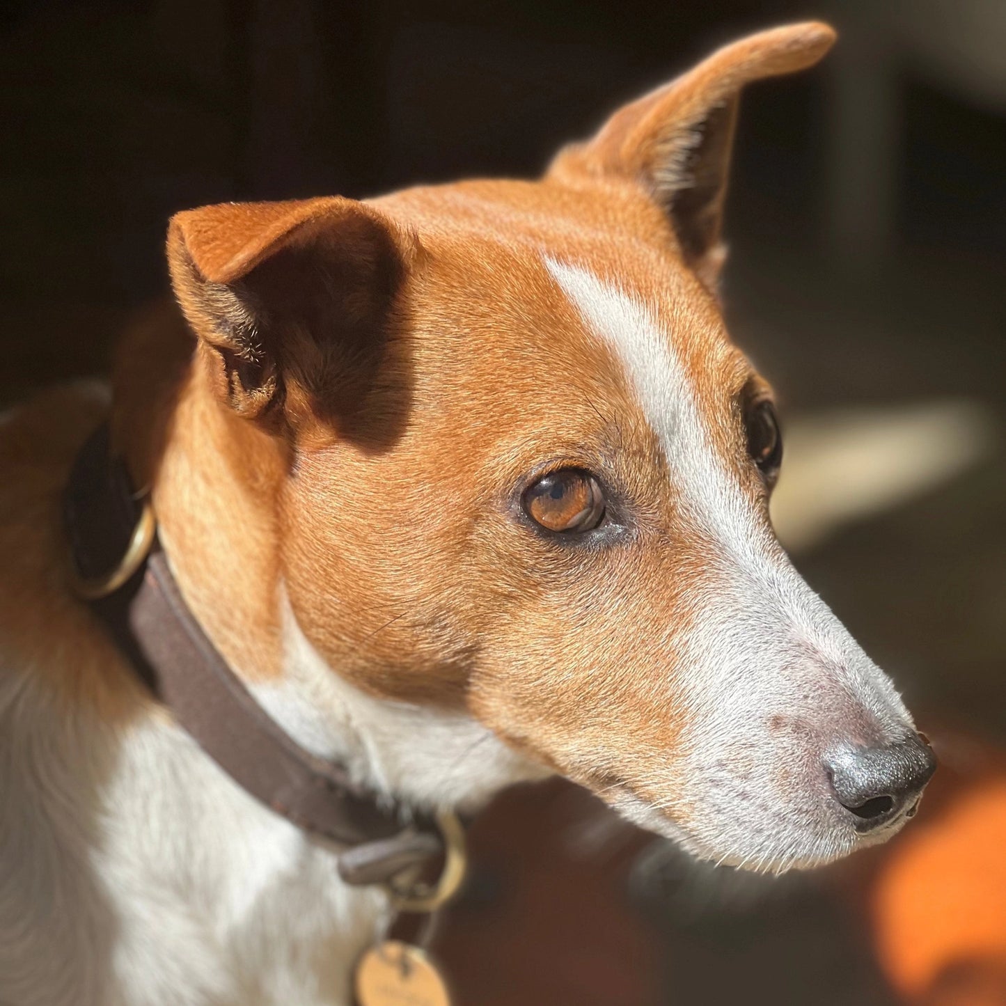 GEORGIE PAWS BALD COLLAR