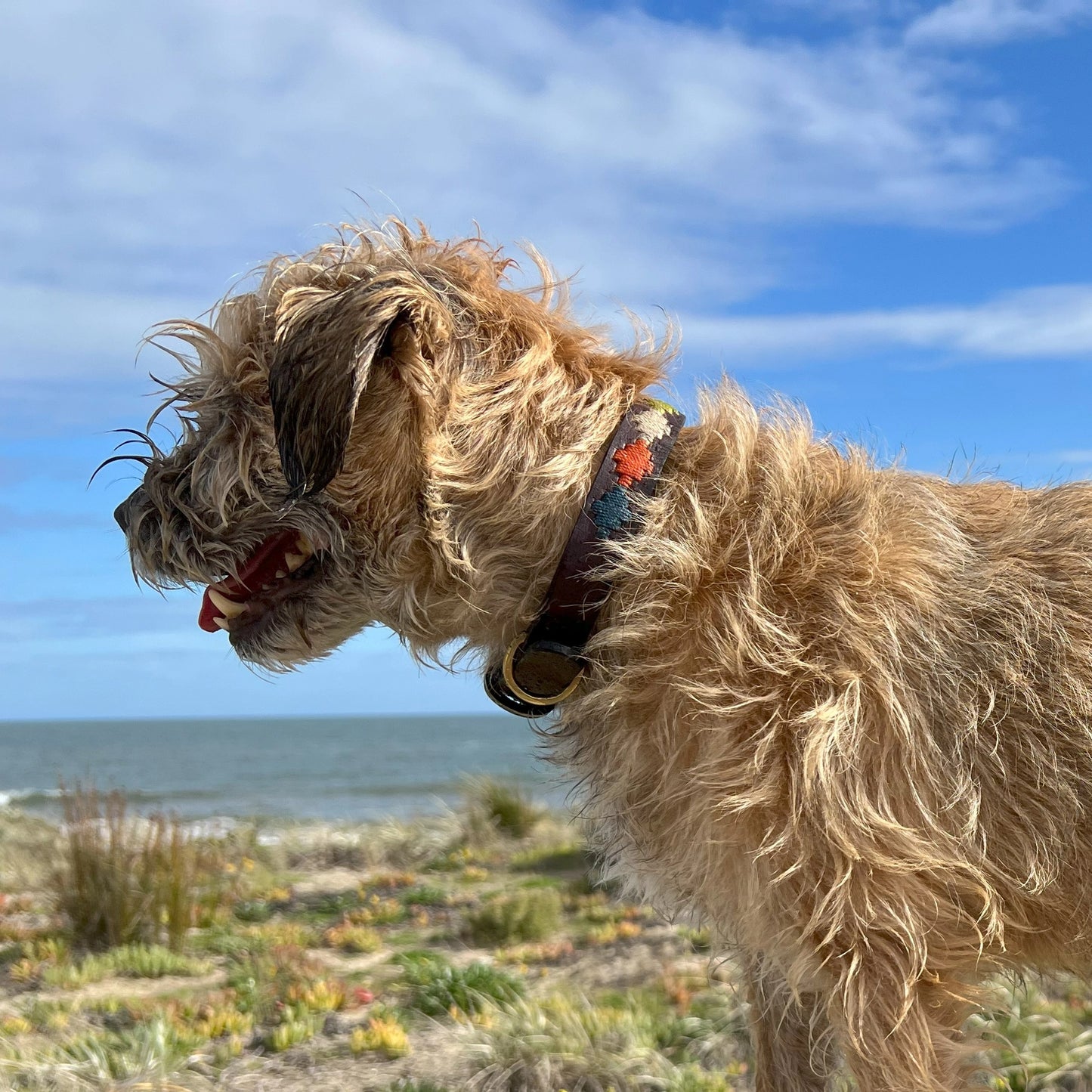 GEORGIE PAWS ARVO POLO COLLAR