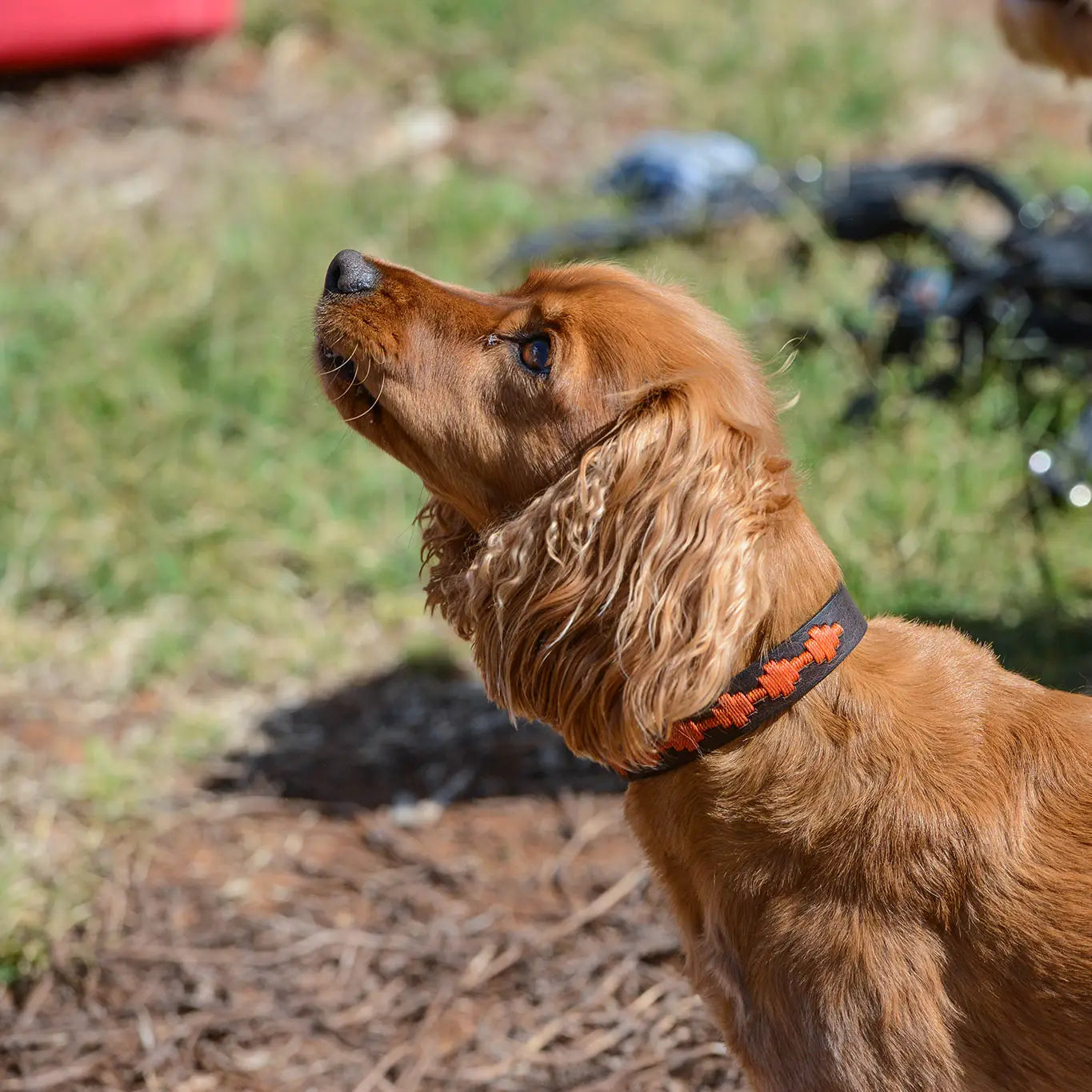 GEORGIE PAWS POLO BARK COLLAR