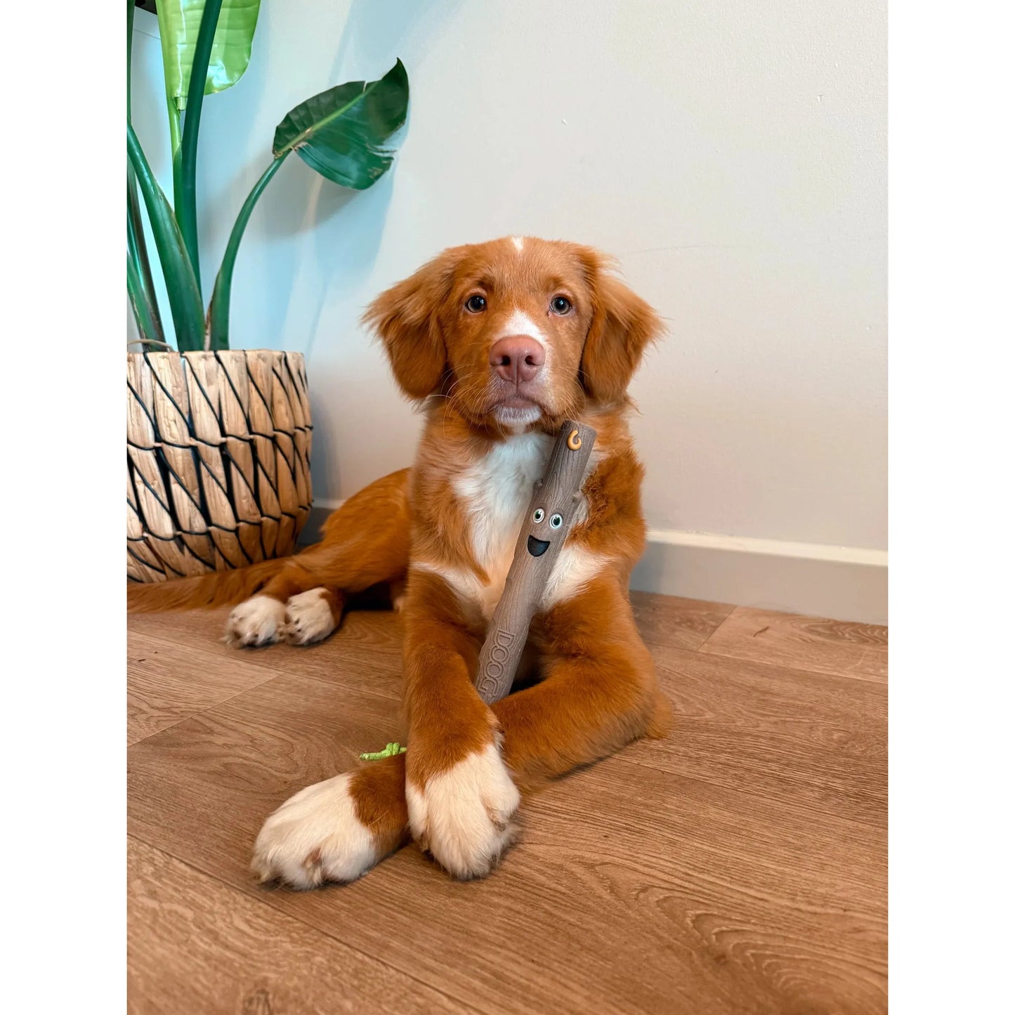 DOOG STICK FAMILY NEW BABY BARKLEY