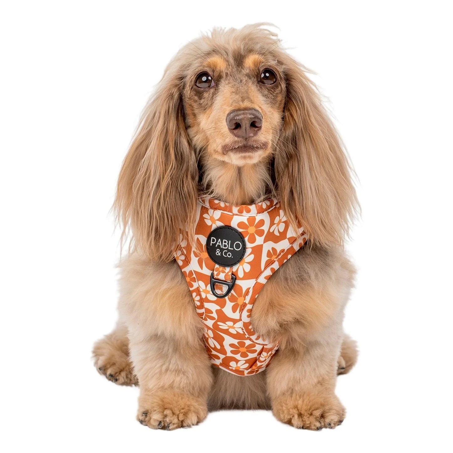 PABLO & CO. ADJUSTABLE HARNESS