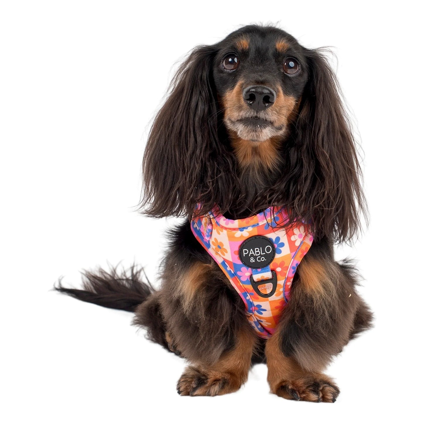 PABLO & CO. ADJUSTABLE HARNESS