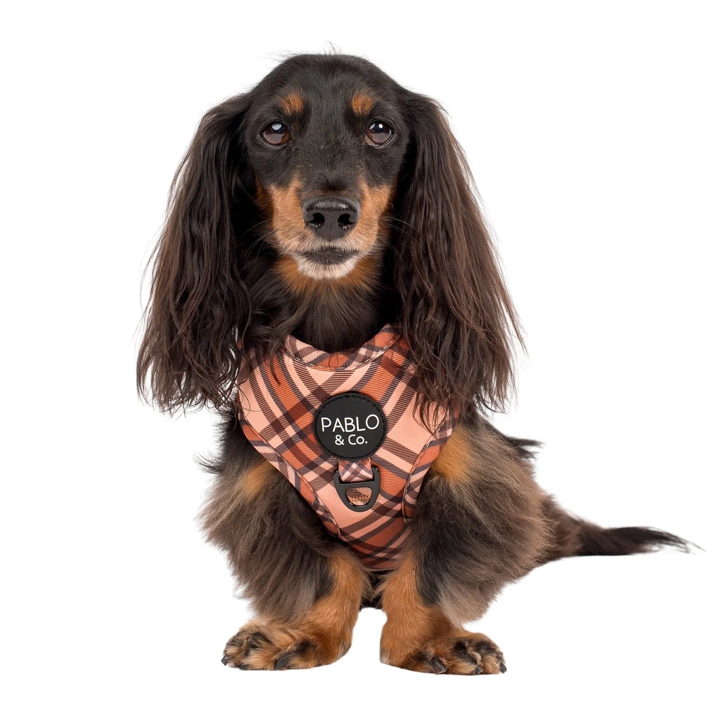 PABLO & CO. ADJUSTABLE HARNESS