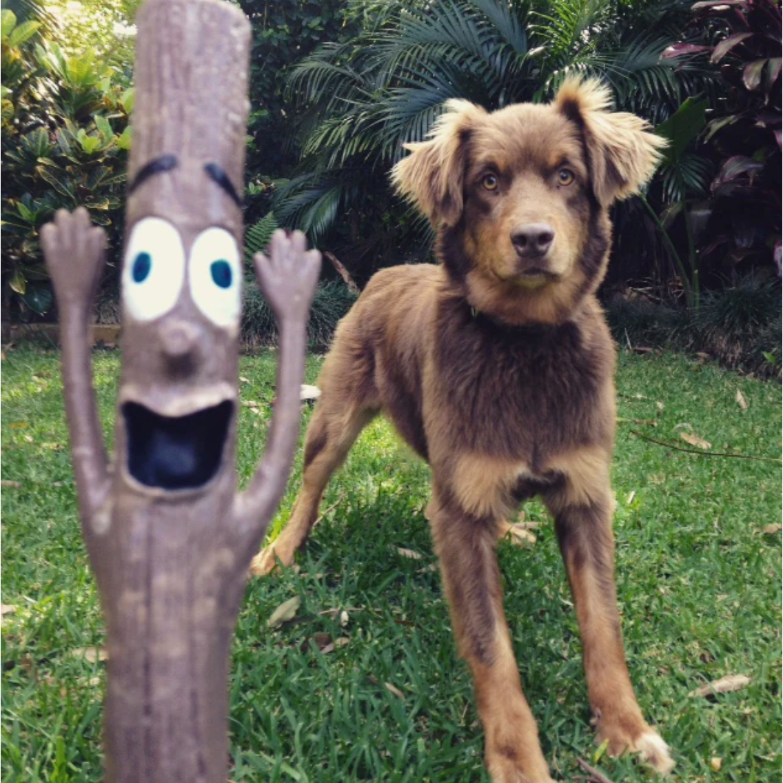 DOOG STICK FAMILY WOODY