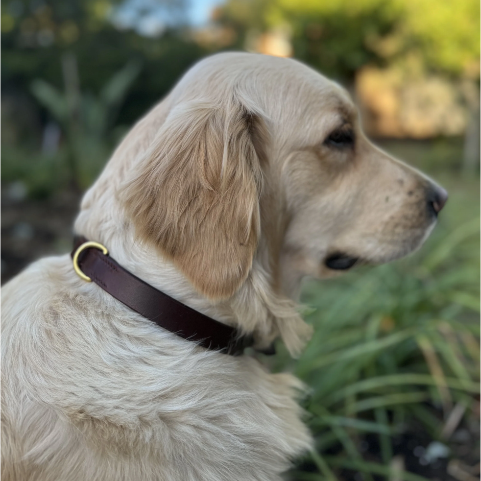 GEORGIE PAWS BALD COLLAR