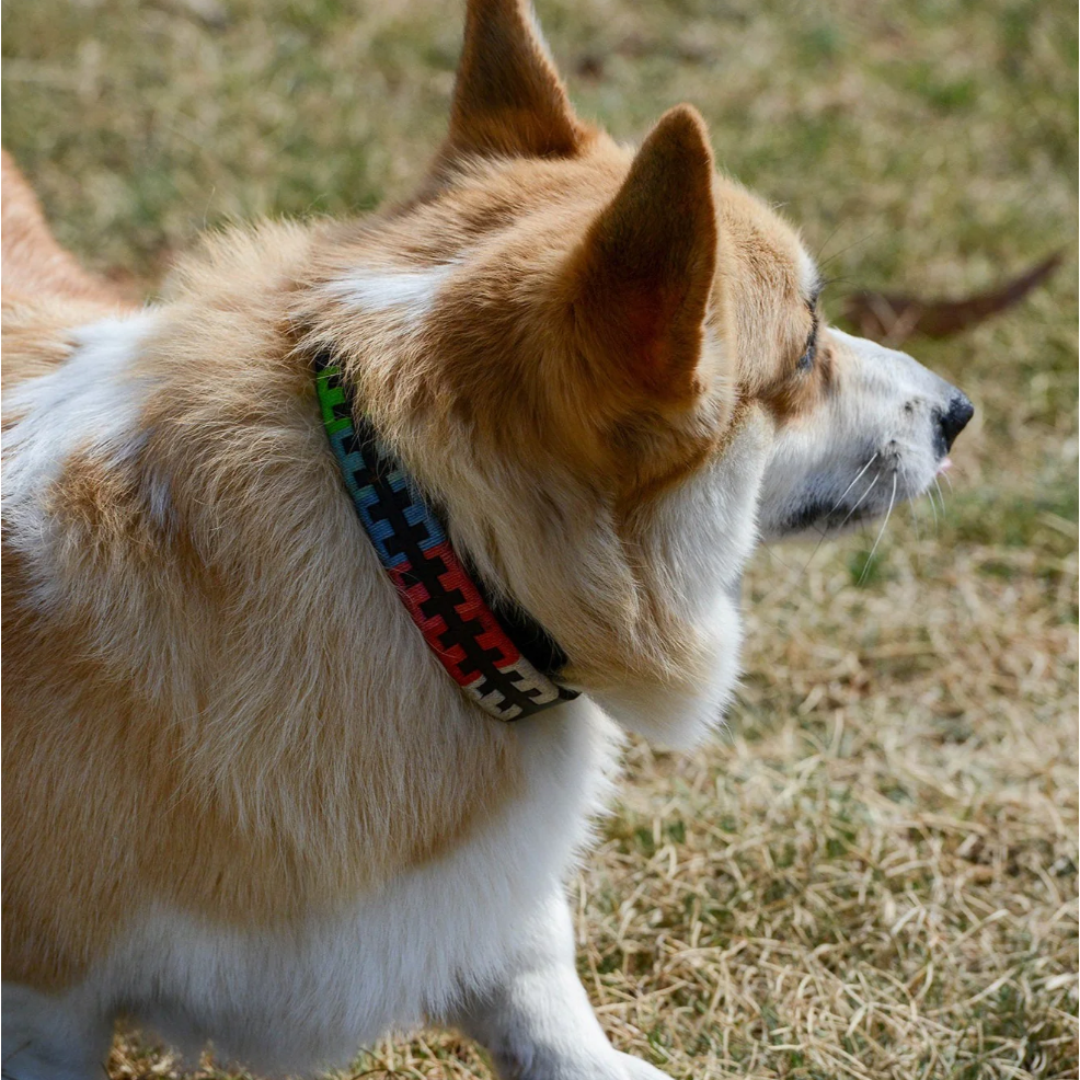 GEORGIE PAWS POLO COLLAR REG