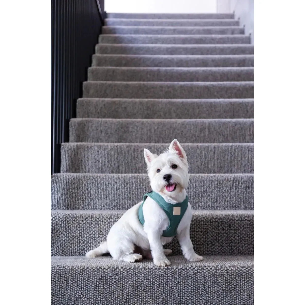 FUZZYARD LIFE STEP IN HARNESS