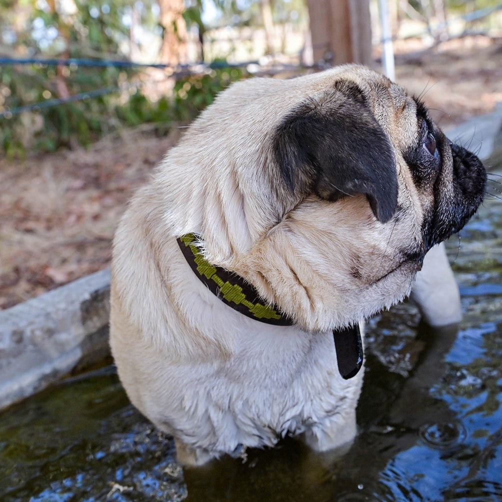 GEORGIE PAWS POLO BARK COLLAR