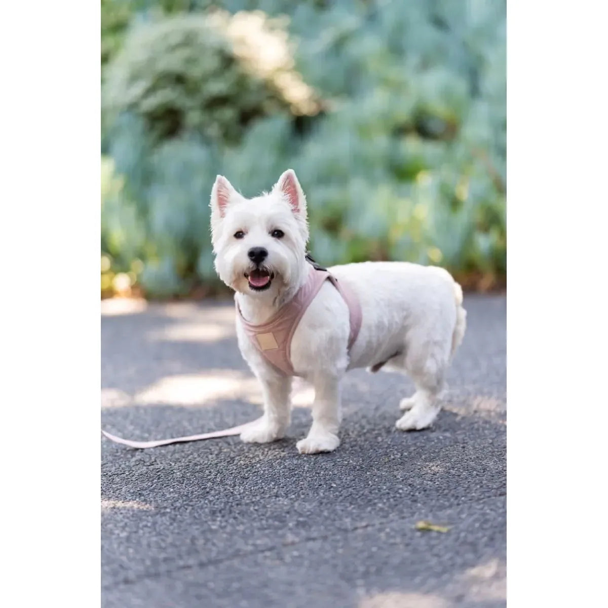 FUZZYARD LIFE STEP IN HARNESS
