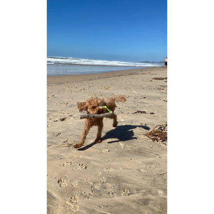DOOG STICK FAMILY NEW BABY BARKLEY
