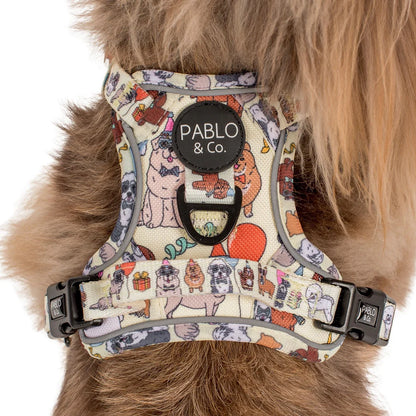 PABLO & CO. ADVENTURE HARNESS